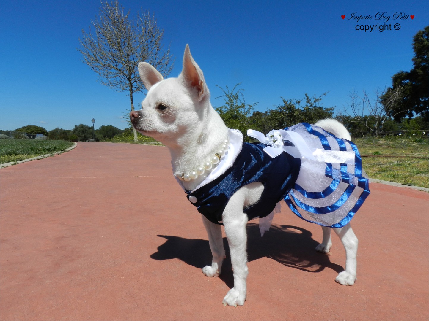 Imperio Dog Petit | ropa para perros chihuahuas| ImperioDogPetit